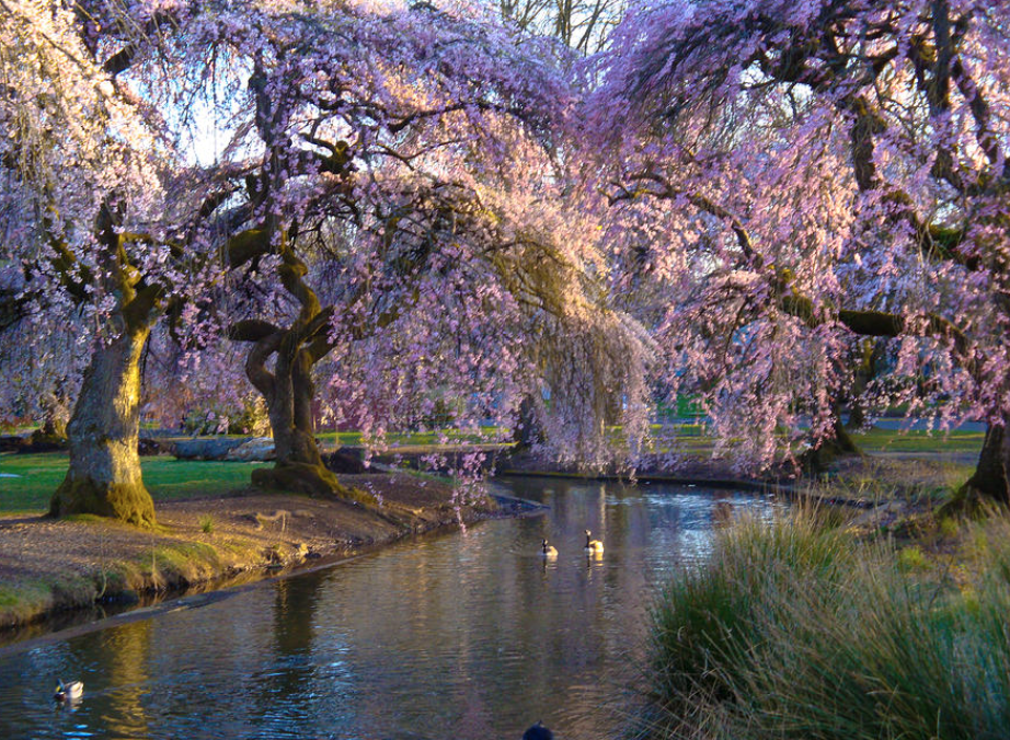 spring in Portland