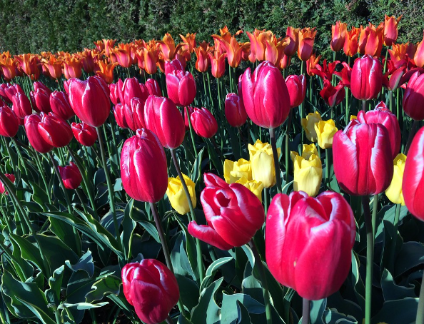 skagit valley tulip festival