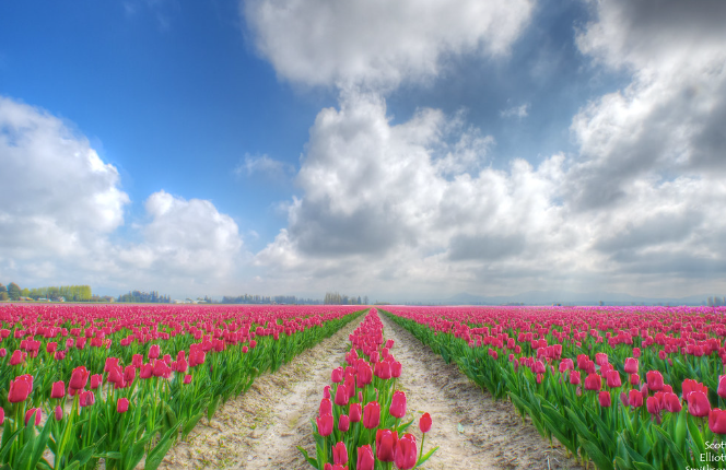 skagit valley tulip festival