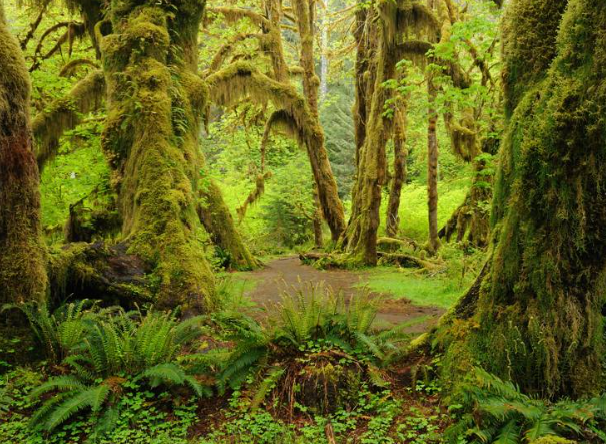 olympic national park